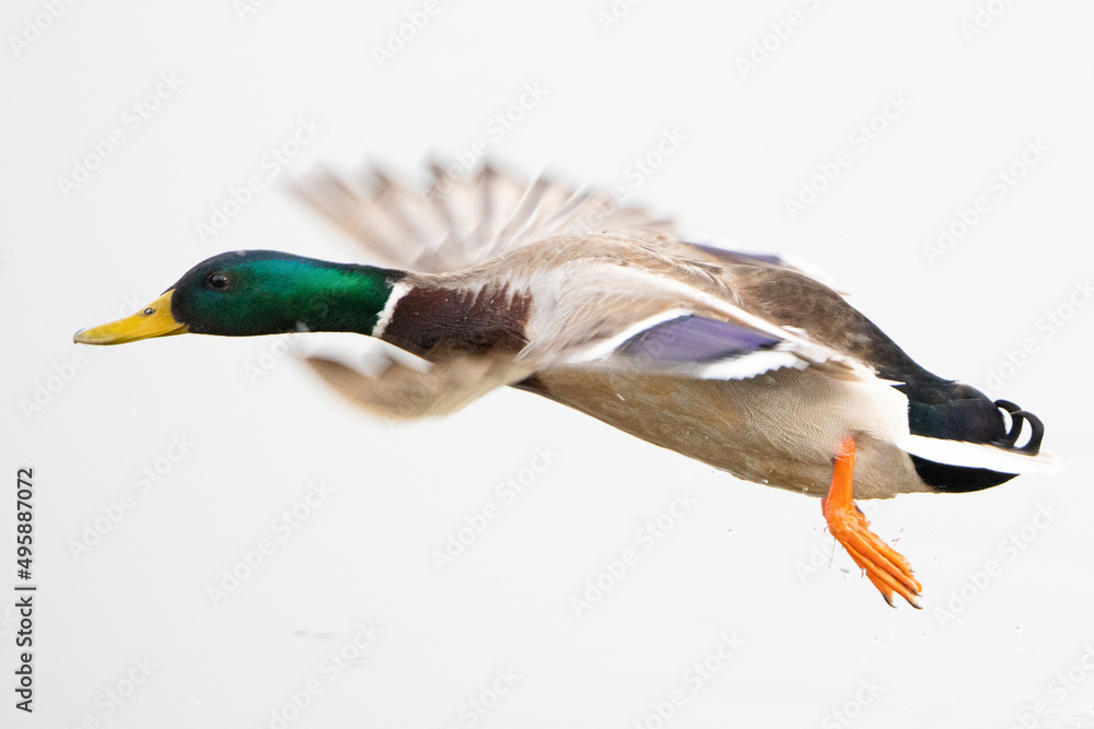 Obraz premium Anas platyrhynchos