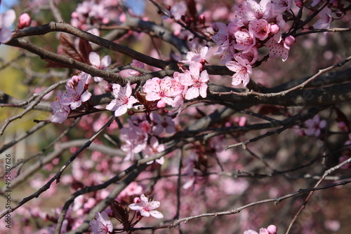 park nature
flower spring march april