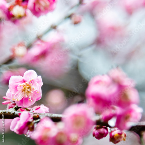 Plum blossoms blossom on the tree