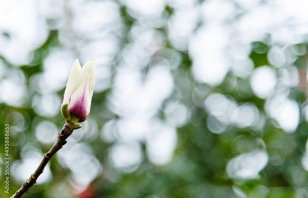 Magnolia flower bloom in the spring Magnolia flower bloom in the spring