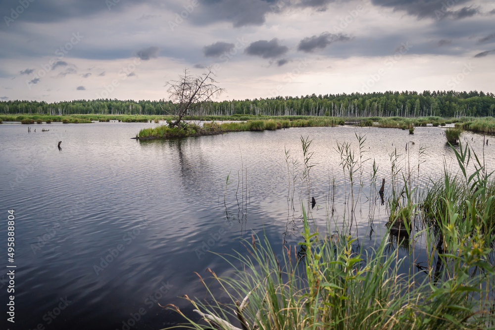 Fototapeta premium Lake in the forest before the thunderstorm