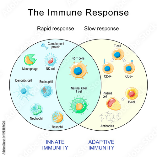 Immune Response. Rapid and slow response of Adaptive and Innate Immunity and antibody activation photo
