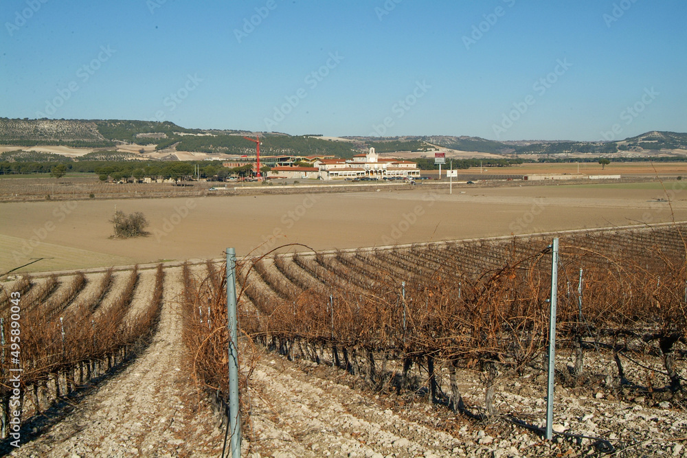 Paisaje de viñedos de la Ribera del Duero en invierno. Castilla y León, España Paisaje de viñedos de la Ribera del Duero en invierno. Castilla y León, España