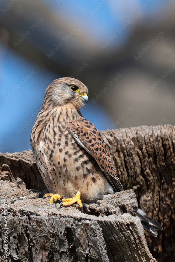 Female kestrel perched on a tree Female kestrel perched on a tree