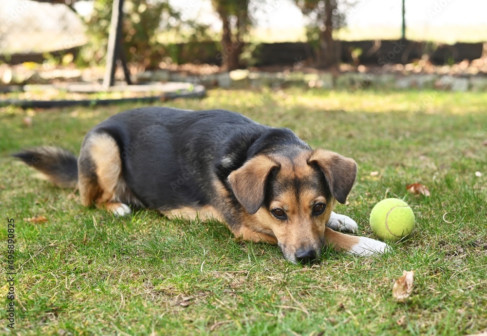 dog resting on the grass with tennis ball lying on grass outdoors