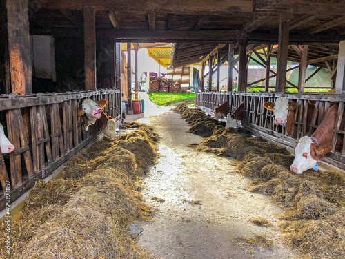 Cows eating hay in a barn in Germany.