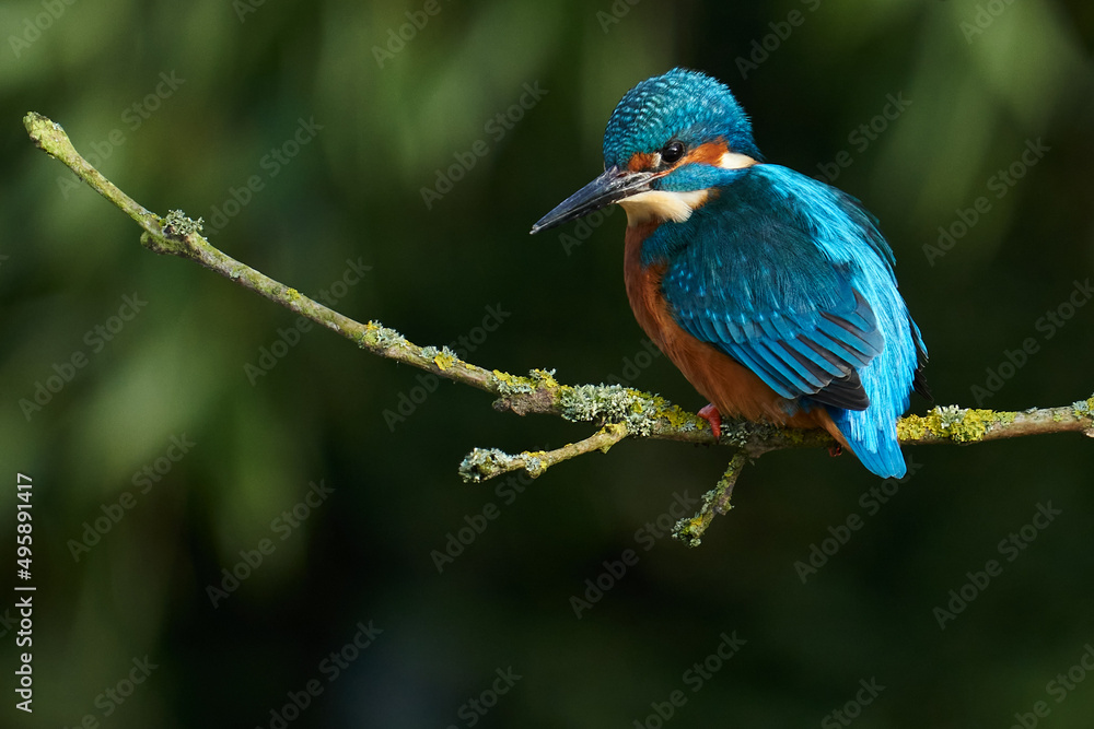 Fototapeta premium Eisvogel ruht auf einem Zweig