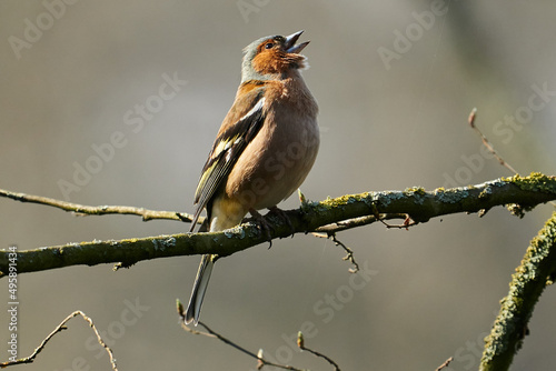 Singender Buchfink im Frühling auf einem Zweig photo