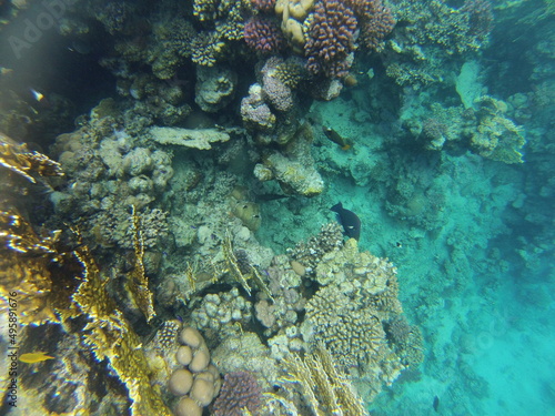 Riff/Koralle