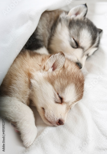 Two purebred Alaskan Malamute puppies are sleeping under a blanket in a room