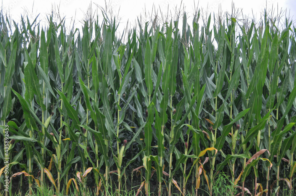 field of maize field of maize