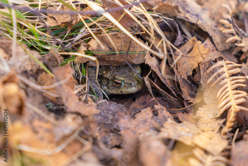 Close up on Frogs, in the Scottish Highlands photo