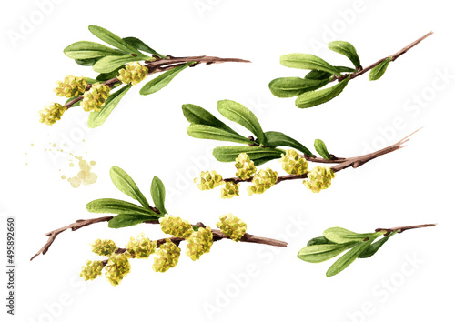 Bog myrtle set, medicinal  plant .  Hand drawn watercolor illustration isolated on white background