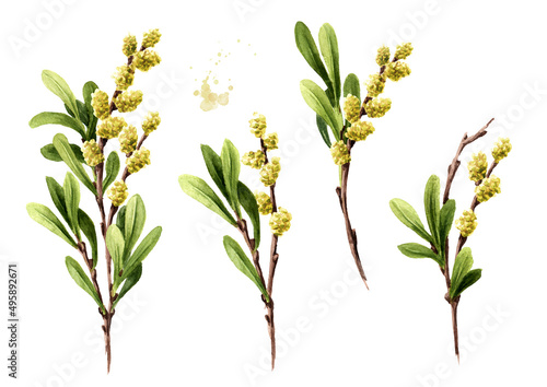 Obraz na płótnie Bog myrtle set, medicinal  plant