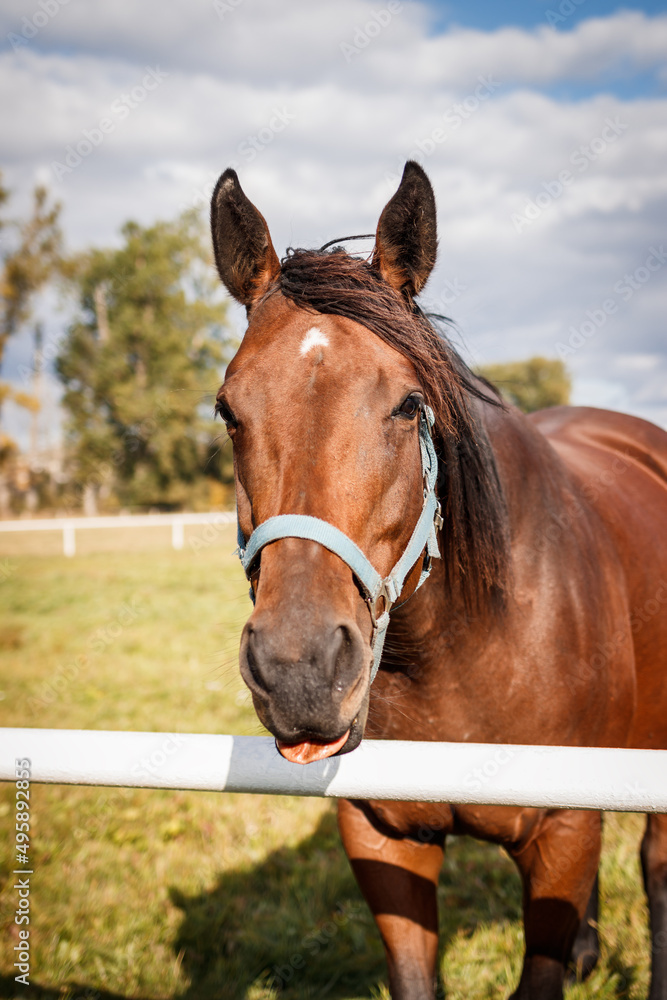 Fototapeta premium Horse on pasture. Portrait of thoroughbred horse mare outdoors