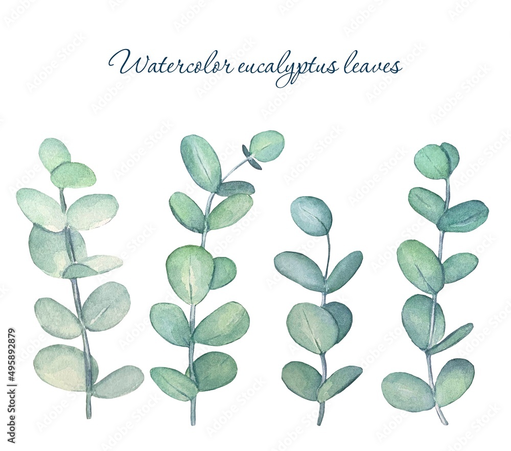 Obraz premium Eucalyptus branches. Hand drawn watercolor illustration