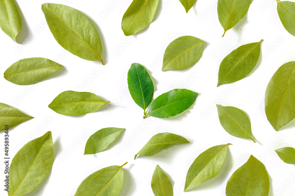 Bay leaf. A pattern of dry laurel leaves with a couple of fresh and vibrant ones, overhead flat lay shot on a white background