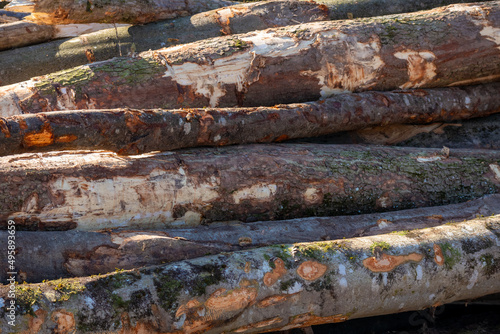 Fototapeta Naklejka Na Ścianę i Meble -  Pile of log trunks, logging timber forest wood industry.