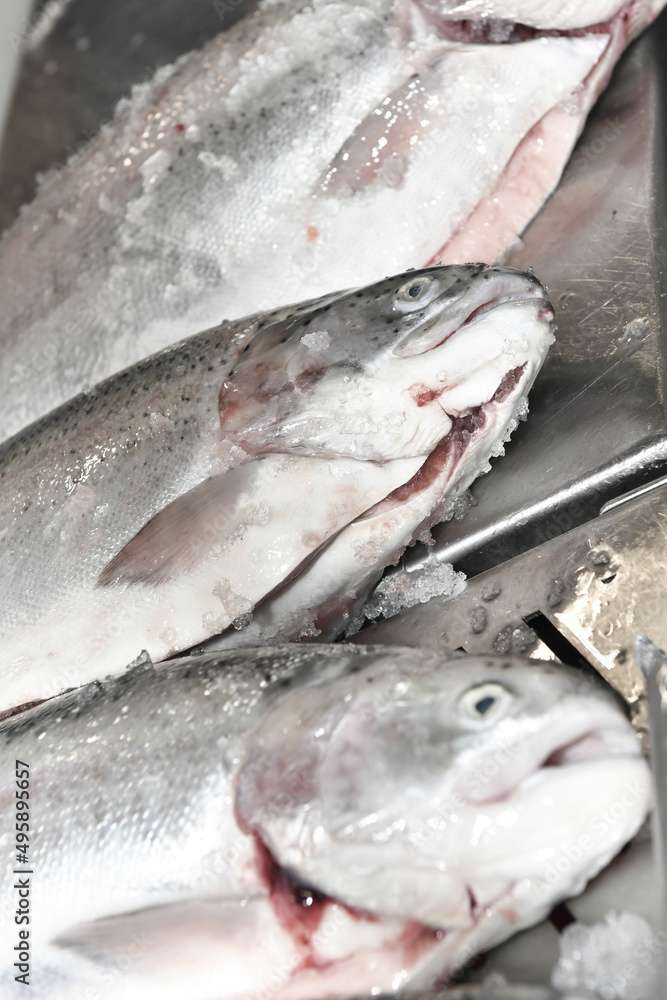 Salmon Salmon