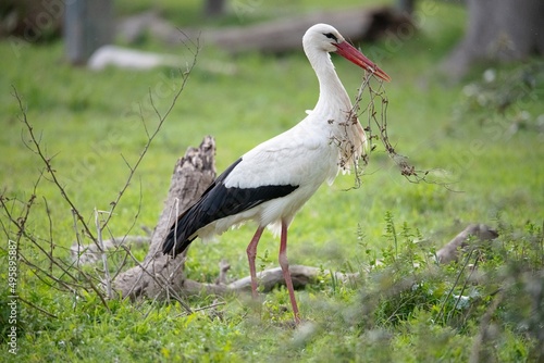 Obraz na plátne Ciconia ciconia