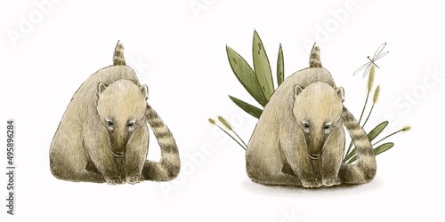 Illustration of sitting coati with and without leaves. Good for postcards, stickers, merch photo