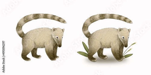 Illustration of standing coati (nasua) with and without leaves around. Good for stickers, postcards, merch photo