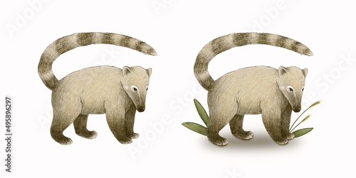 Foto Illustration of standing coati (nasua) with and without leaves around