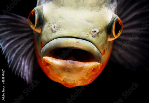 Canvas Print Astronotus Ocellatus 1