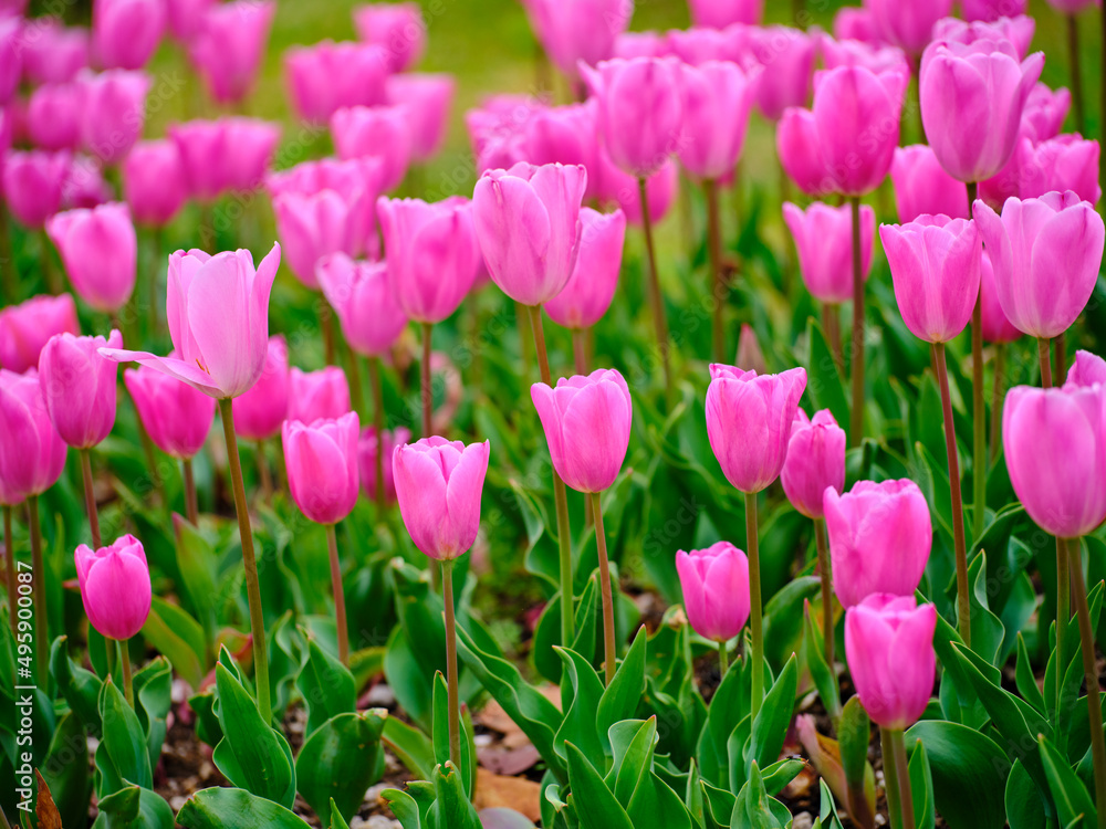 pink tulips in the nature park