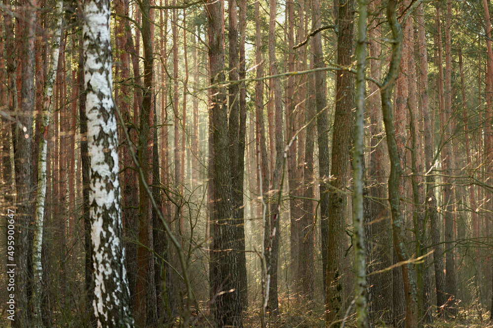 Słoneczny poranek w sosnowym lesie. Między drzewami unosi się opar mgły oświetlany promieniami słonecznymi. - obrazy, fototapety, plakaty 