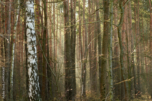 Fototapeta Naklejka Na Ścianę i Meble -  Słoneczny poranek w sosnowym lesie. Między drzewami unosi się opar mgły oświetlany promieniami słonecznymi.