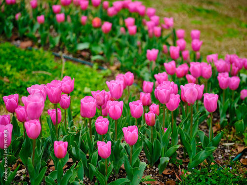 pink tulips in the nature park