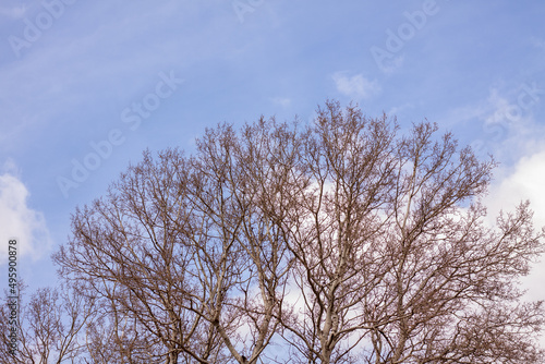 Fototapeta Naklejka Na Ścianę i Meble -  Drzewo