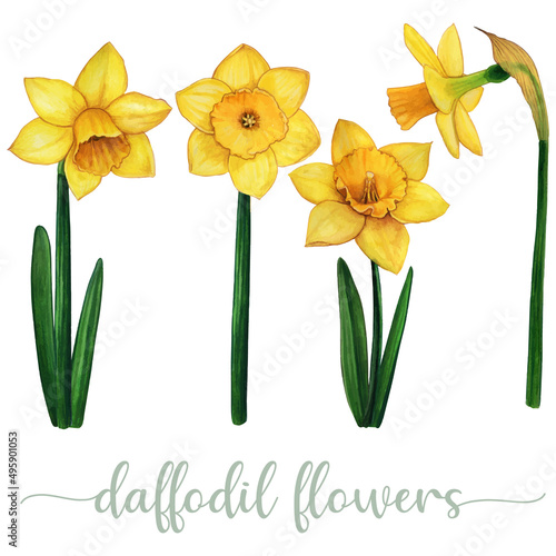 Watercolor hand drawn yellow daffodil flower collection
