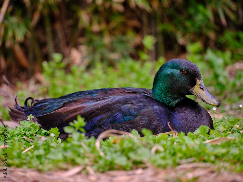 mallard duck resting on the grass mallard duck resting on the grass