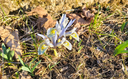 Spring flowers. Iris siberica