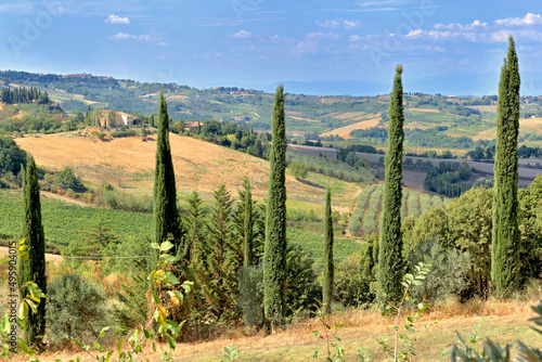 if trees in tuscany landcape in Italy