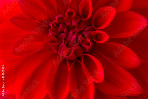 Fototapeta Naklejka Na Ścianę i Meble -  closeup view of a blooming red dahlia flowers, petals background, wallpaper abstract, macro taken in shallow depth of field