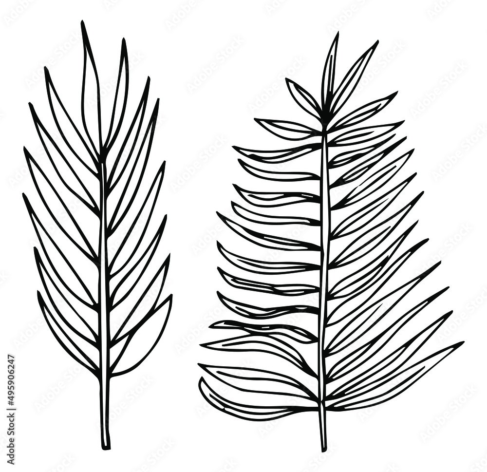 Fototapeta premium Tropical Palm leave sketch line