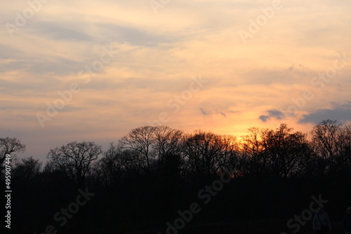 Gorgeous winter sunset over bare deciduous trees. Warm  glowing  pastel orange and pink sunset at Schonbrunn Palace Woods  Vienna  Austria 