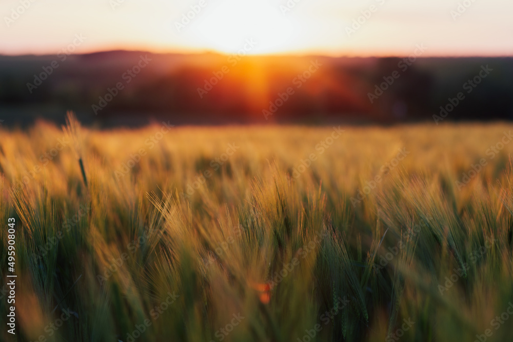 Sunset over a ripening wheat field. Scene of sunset or sunrise on the field with young rye or wheat in the summer. Agriculture concept.