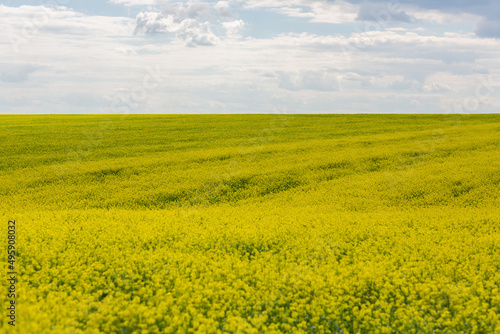 Flowering rapeseed with blue sky and clouds on background. Blooming canola field. Rapeseed on the field in summer. Bright Yellow rapeseed plant. Flag of Ukraine.