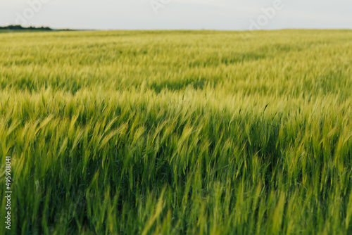 Green wheat ears ripen in the summer. Background of wheat. Rural landscape of wheat green field.