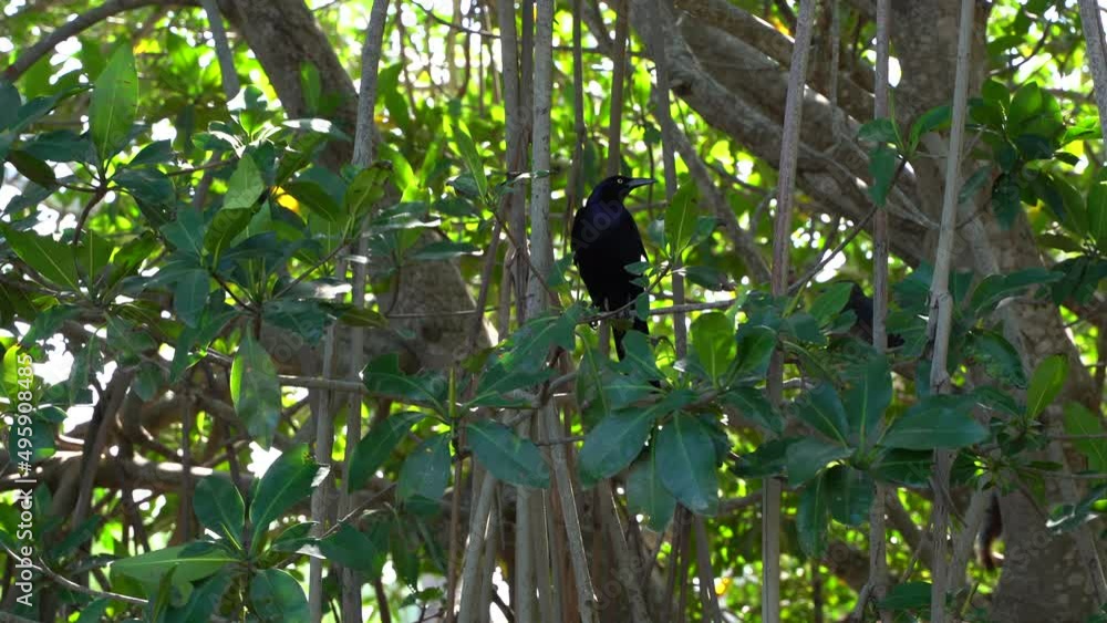 A black bird calling other birds while standing on a tree, sounds on! A black bird calling other birds while standing on a tree, sounds on!