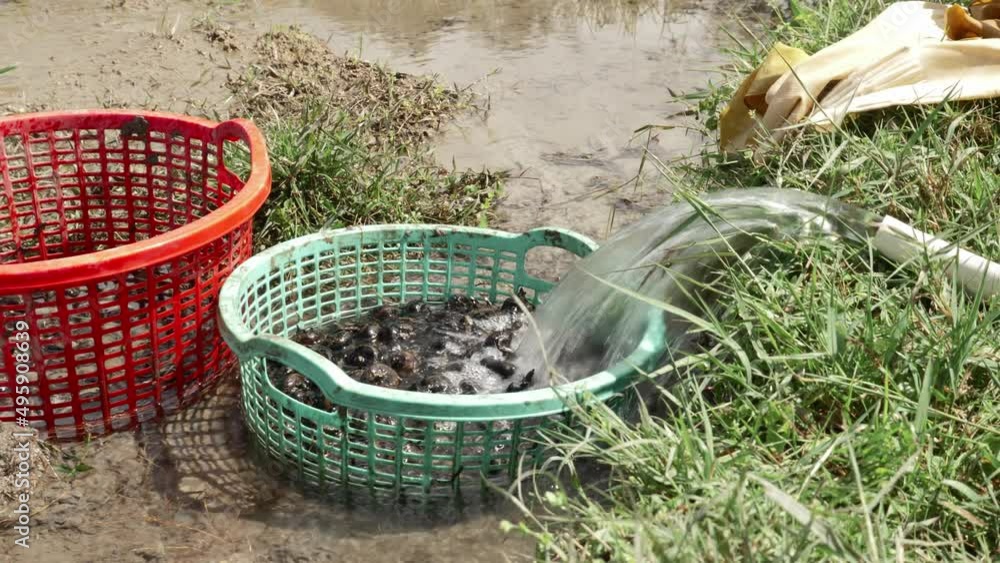 Vidéo Stock Water chestnut harvest, Rural Vietnamese environment, Using