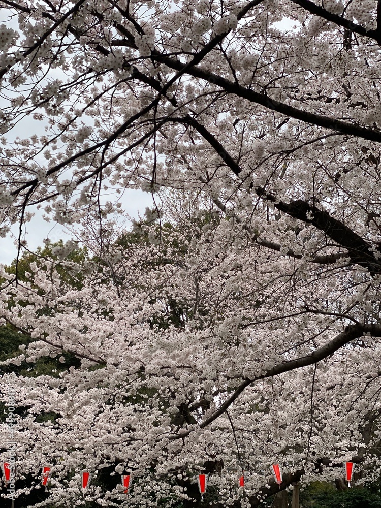 The viewing of the cherry blossom in Japan, March 2022, Ueno Park Tokyo The viewing of the cherry blossom in Japan, March 2022, Ueno Park Tokyo