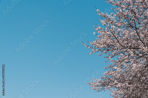 cherry blossom against spring sky
