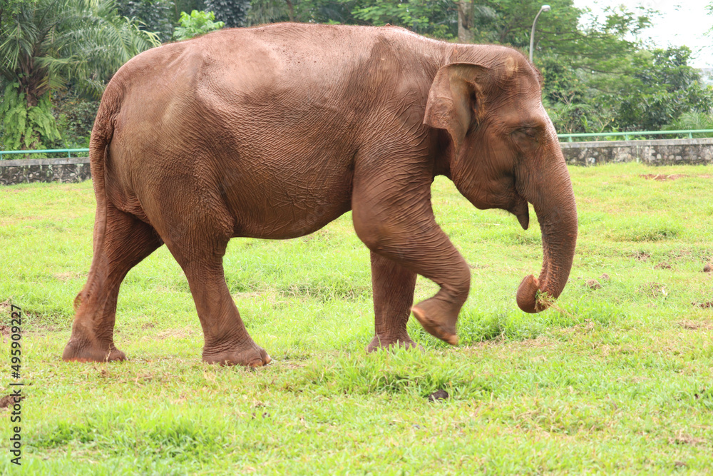 close up of the Sumatran elephant or Elephas maximus sumatranus with brown skin eating fresh green grass