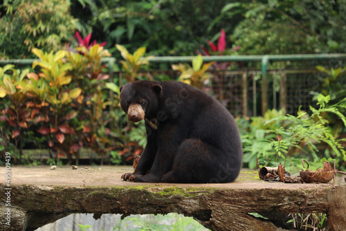 close up of a black sun bear or Helarctos malayanus sitting on the grass photo