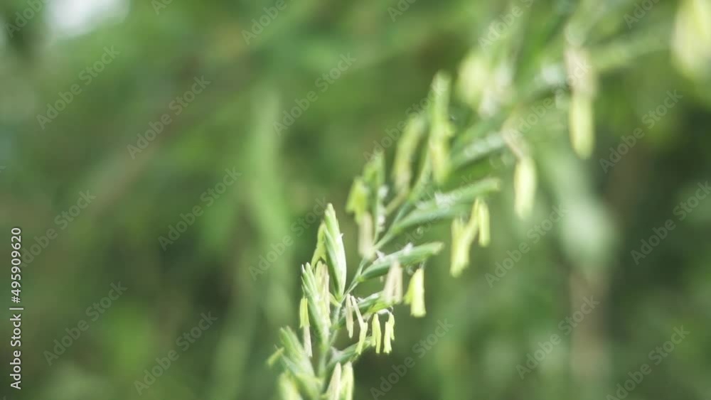 Elymus repens, commonly known as couch grass. Other names include common couch, twitch, quick or